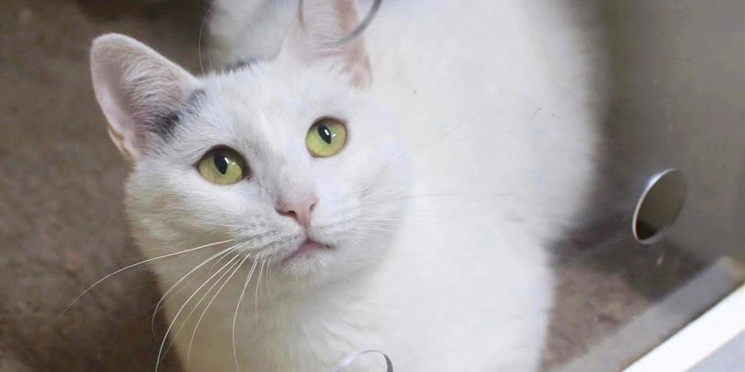 ❗ДОМА❗Нежной Кнопочке очень нужна любящая мама ❤🐈