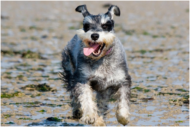 Цвергшнауцер окрас: перец с солью