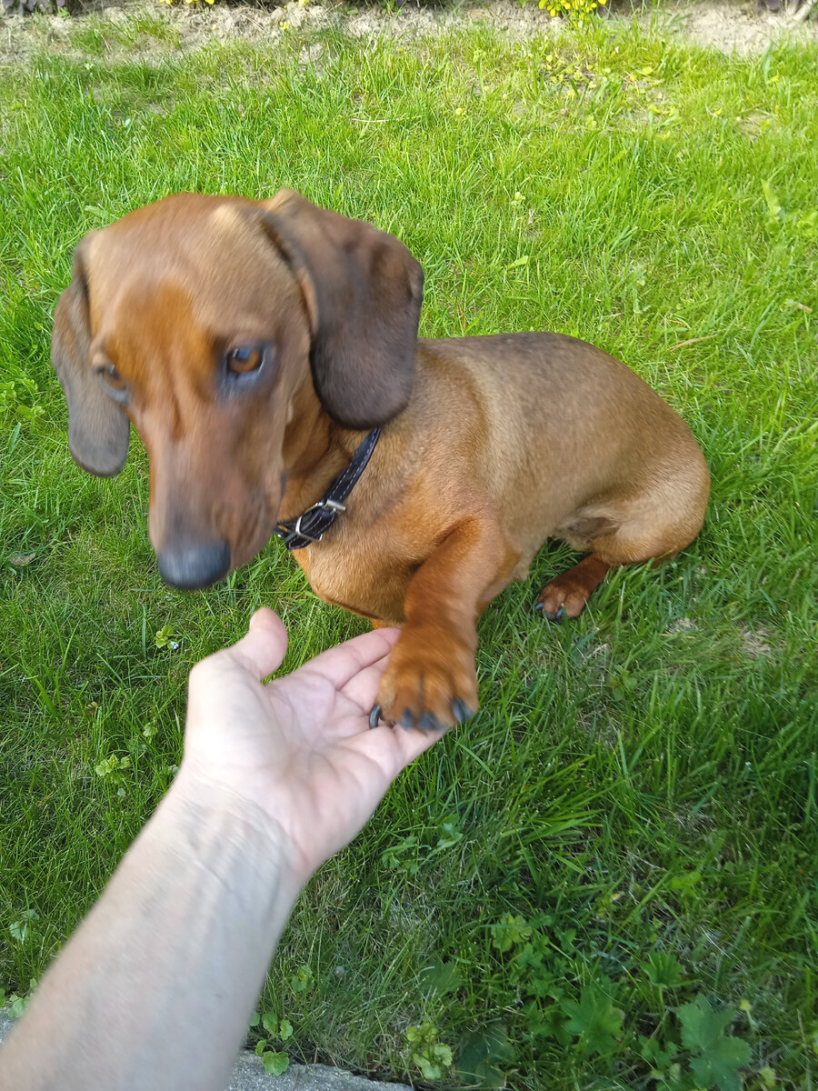 Взаимоотношения с собакой