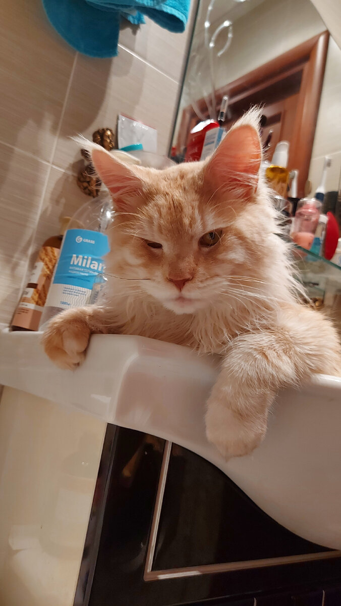         Иногда, когда кажется, что все усилия изменить что либо в сложившейся ситуации привели к тупику и судорожно пульсирует мысль "Как быть? Что сделано не так? Почему к этому всё пришло?"- просто отпусти ситуацию. Не надо искусственно пытаться на что то быстро переключиться- голова "забита", дыхание "сбито", морально опустошены. Отпустите ситуацию и сделайте что то такое такое, чего не делали ранее никогда! Если задумались над теми самыми вопросами, то явно не за один день привело к подобной ситуации. Был ряд последовательных поступков, а остальное - это их следствие.                  Эгоисту- можно и нужно сделать что то для других. Сумасброду- совместный небольшой проект в тандеме с кем то, что б научиться слышать не только себя. Безответно влюбленному- посмотреть на себя со стороны и попробовать, в первую очередь, постараться понять, что он тоже достоин внимания и нежности, что не нужно в закрытую дверь пытаться пройти. Несчастному- сконцентрироваться на иных жизненных принципах и т д. Самое сложное и одновременно простое- это быть честным, уважать себя и окружающих, не закрываться в себе. Когда ты открыт миру и самопознанию, готов пробовать что то новое и непривычное для себя- мир тебе ответит добром. Ну и голову , конечно, не терять. Всему мера =)                        На фото тот, о ком добровольна взята забота в доме. Ранее ни одного кота не было! Смотрит котямба, конечно, презрительно, но в душе сама доброта. О чём так сразу и не скажешь.