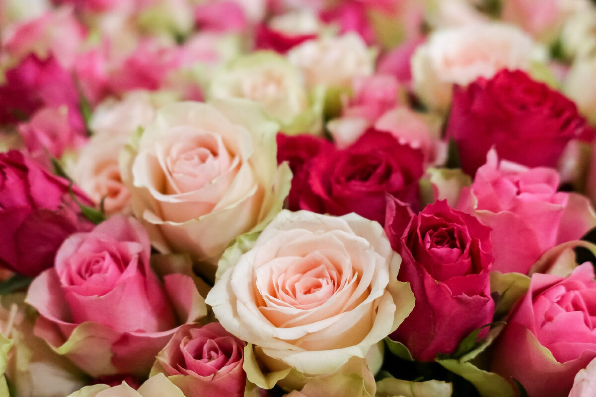 Цветы 56. Чкалова 7 цветы. Цветы на поляничко 4 оренбург. Цветы 56 чкалова. Prunus mume.