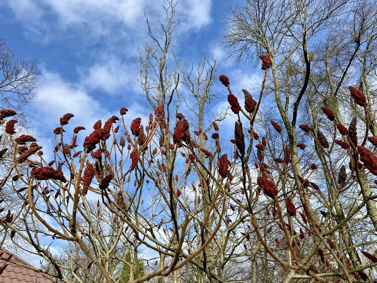 Весна в Калининграде. Фото АТОР