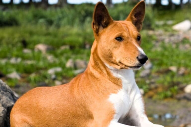 фото басенджи