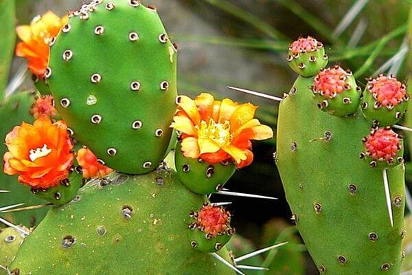    цветущий кактус Опунция