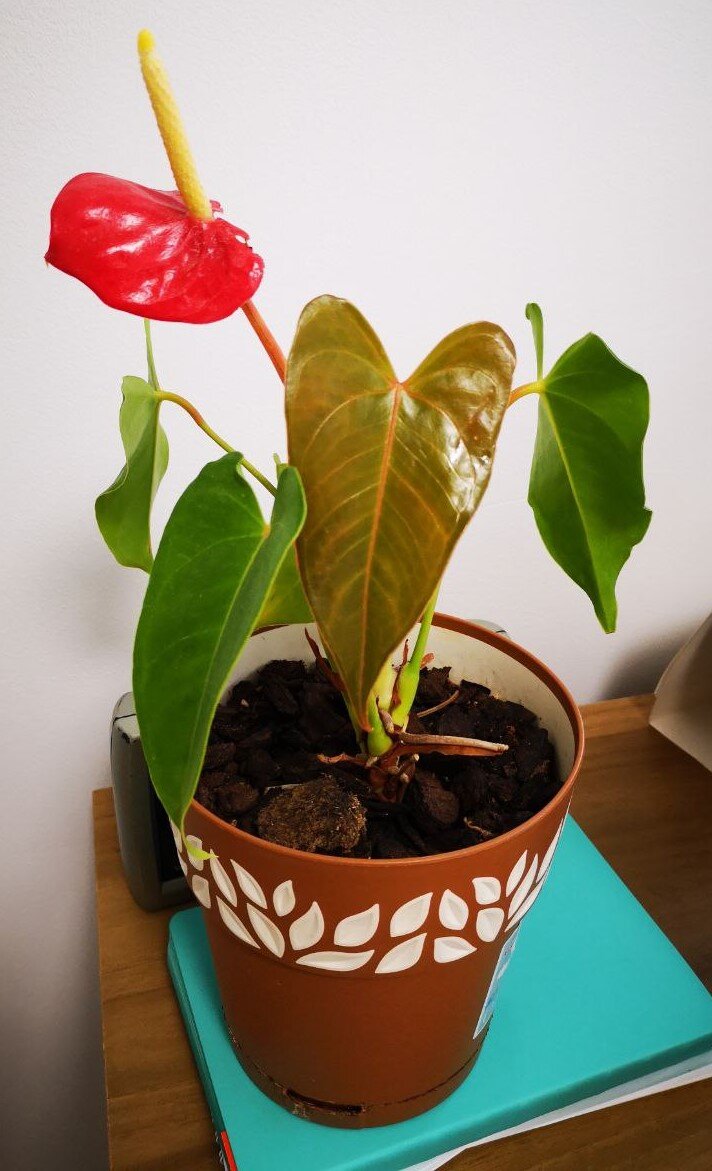 Молодому растению около 4-х лет