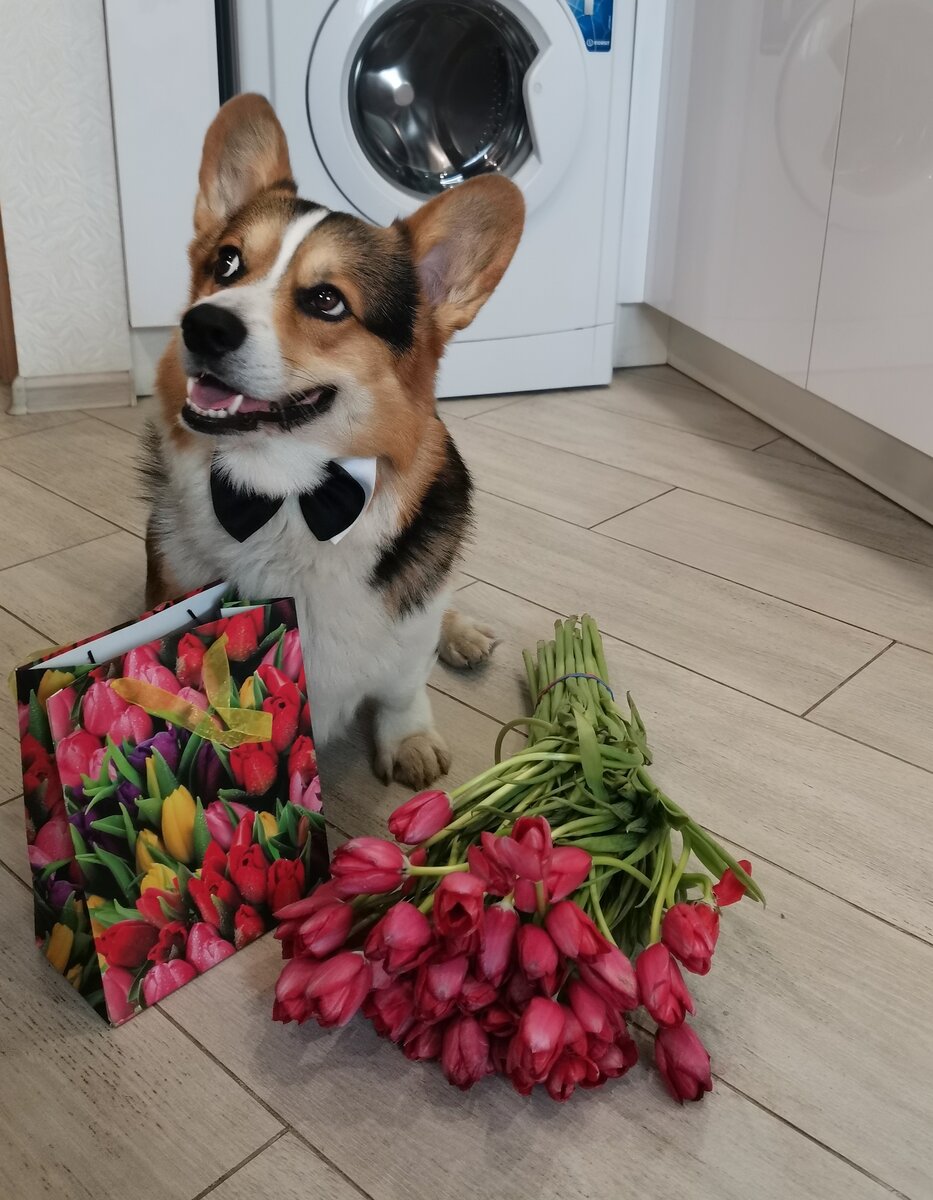 Пушистый джентльмен поздравляет прекрасную половину человечества 😊