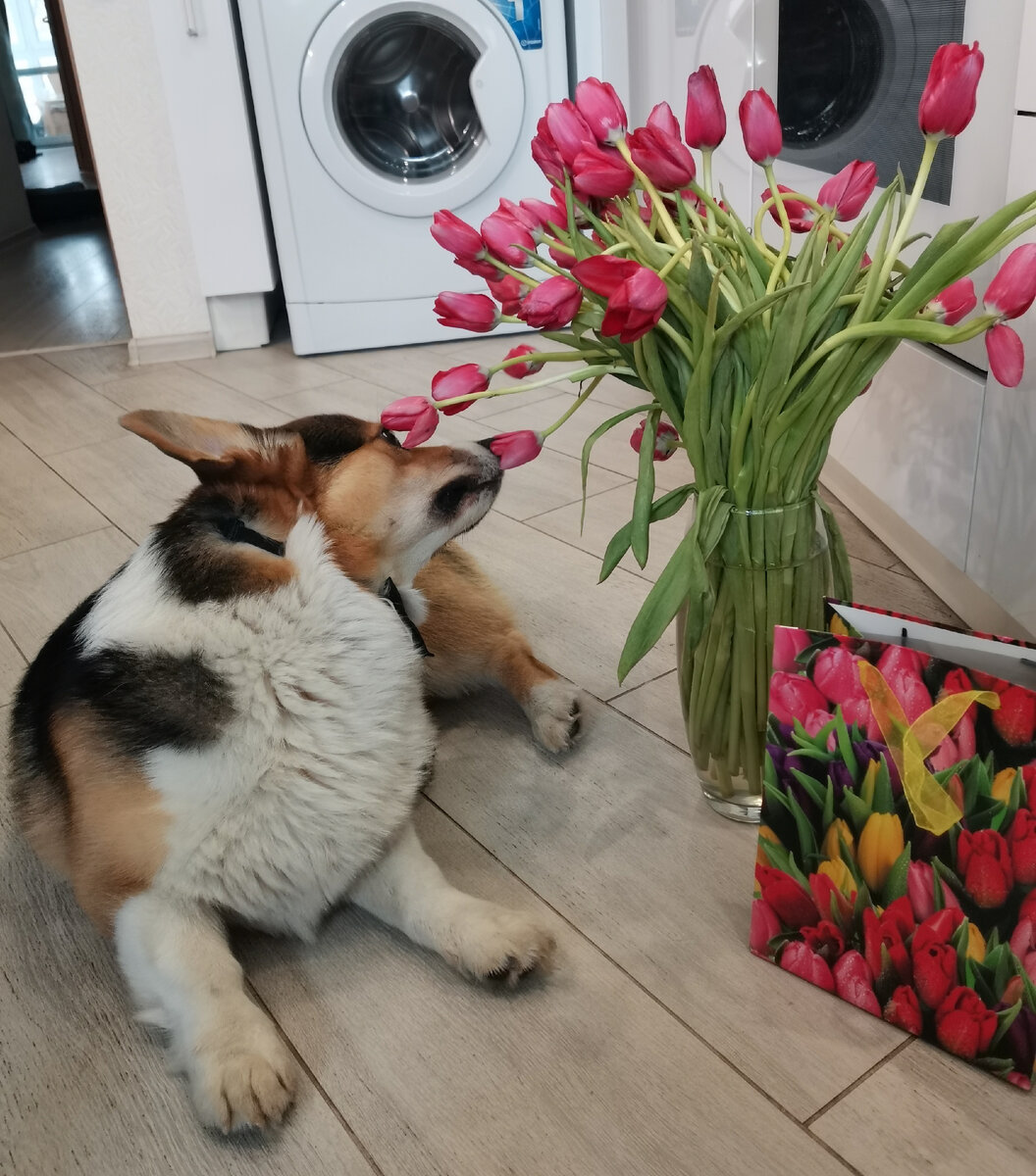 Хорошо пахнет, мне нравится 😊🐕‍🦺