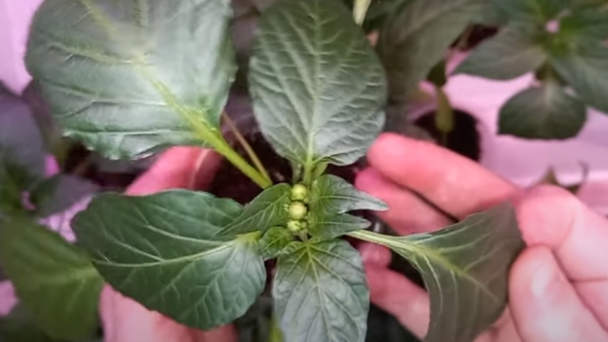 цветет что делать. орхидея камбрия псевдобульба. орхидея фаленопсис отцвела. цветет что делать. цветет что делать.