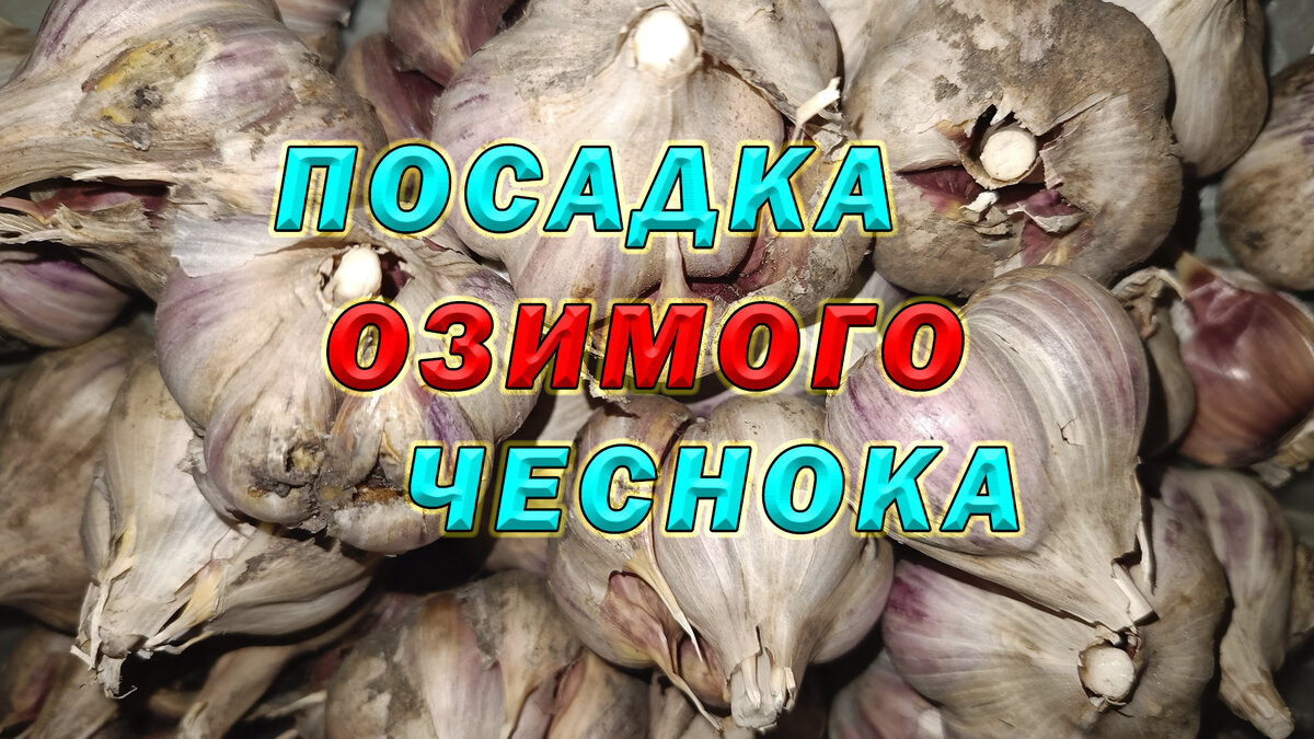 Выбираем крепкие, здоровые, большие зубчики чеснока. 