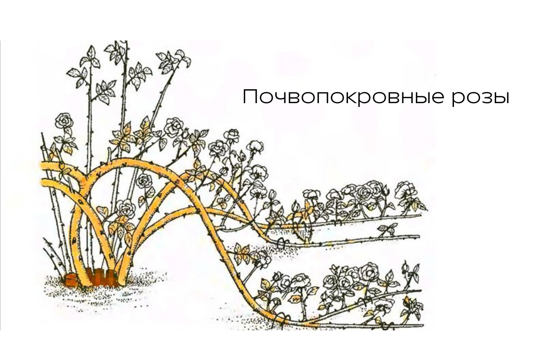 Как обрезать почвопокровные розы весной. Формировка плетистой розы. Розы почвопокровные и плетистые. Почвопокровные розы формирование куста. Обрезка почвопокровных роз.