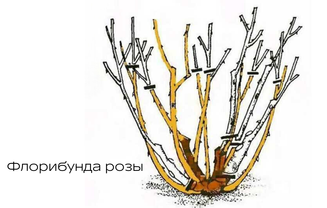 Когда надо обрезать розы весной. Обрезка роз флорибунда весной. Схема обрезки роз флорибунда весной. Осенняя обрезка роз флорибунда. Обрезка флорибунда весной схема.