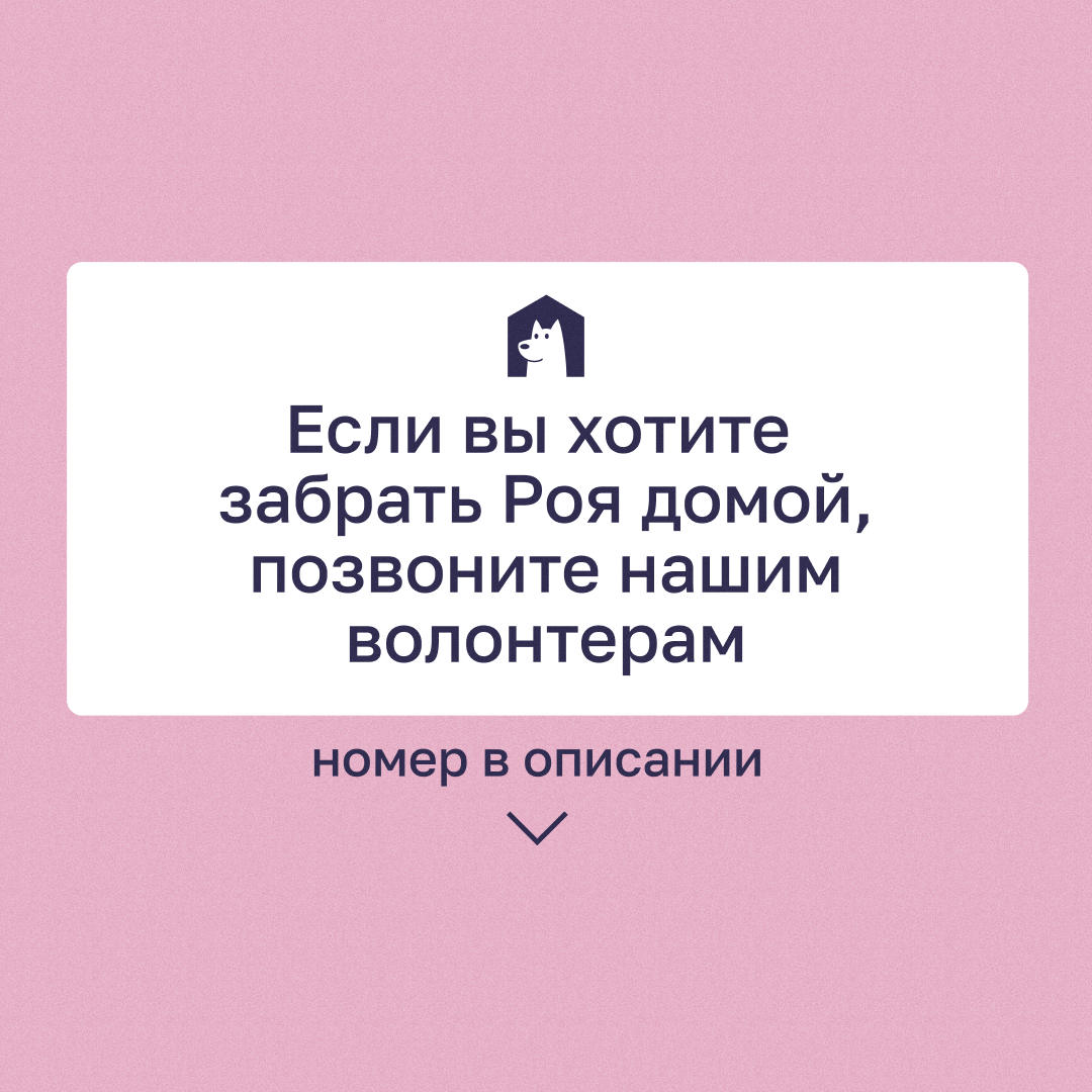 Добрый великан Рой в поиске своего человека! | Приют в Печатниках | Дзен