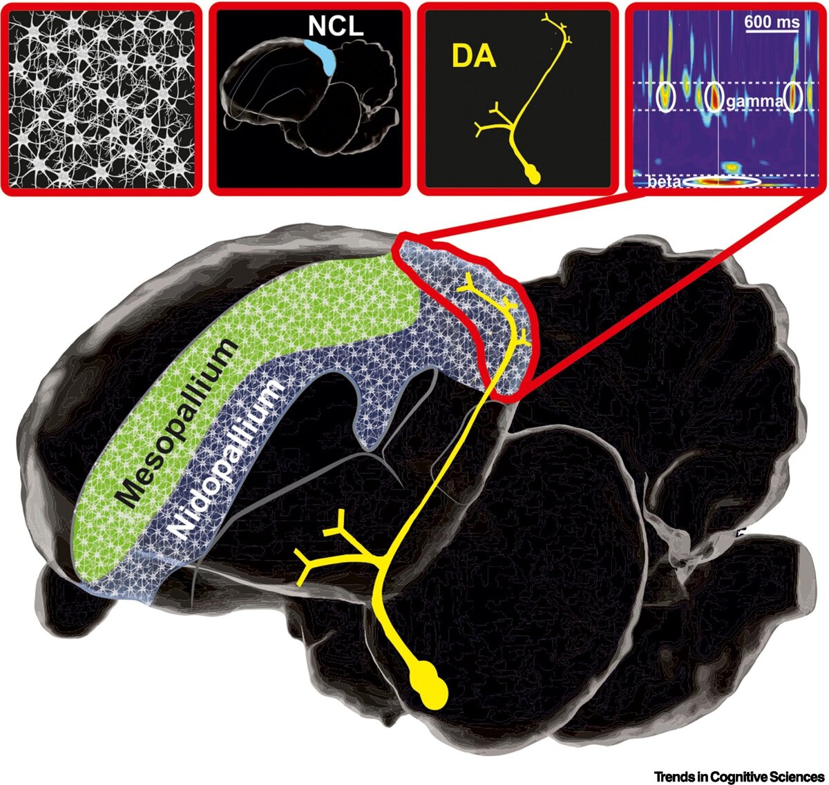    Trends in Cognitive Sciences (2023)
