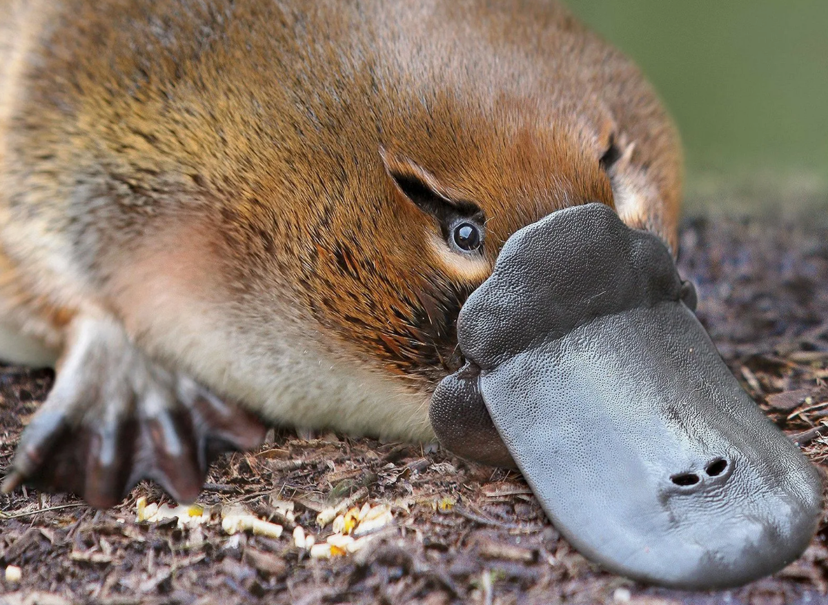 Утконос (Ornithorhynchus anatinus) Его укус может вызвать у человека сильную боль и отек, а для мелких животных яд может быть смертельным. Эта необычная характеристика делает утконоса ещё более уникальным среди млекопитающих.