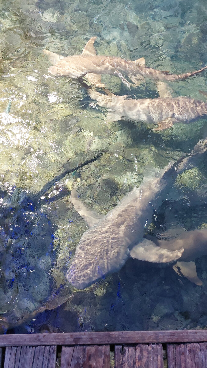 Большая акула, по-моему, это акуда-нянька, но были и рифовые