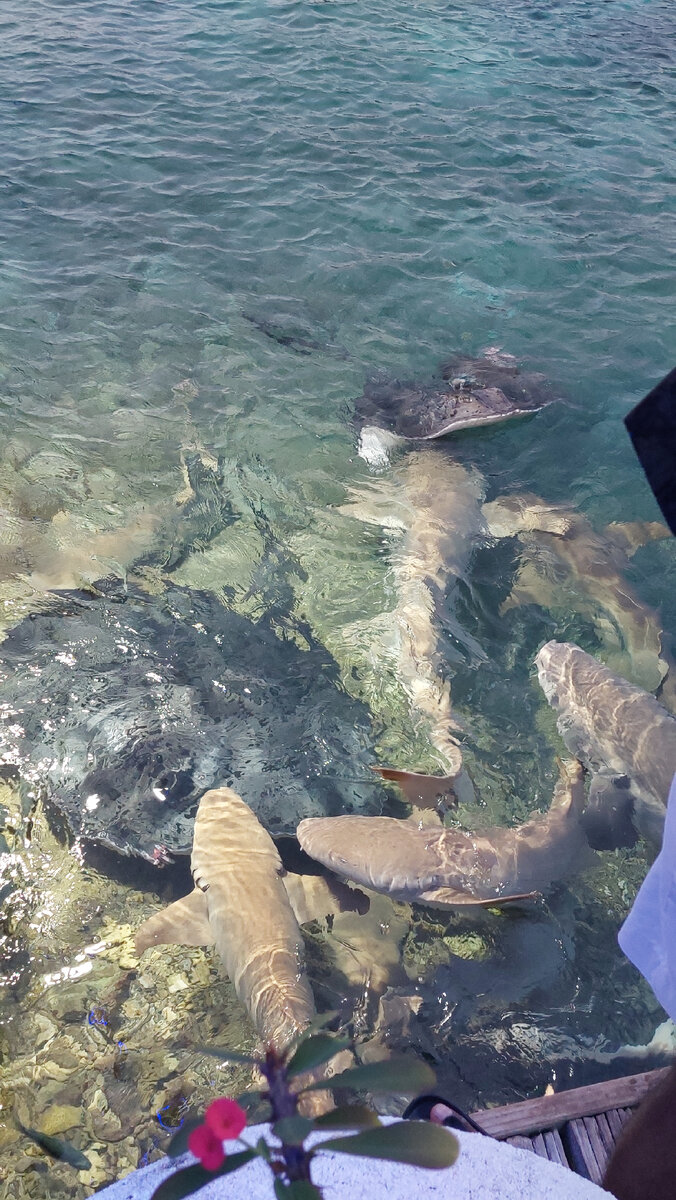 Большие скаты, так смешно чмокают и когда просят кушать, поднимают часть тела из воды
