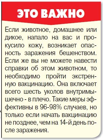    Как выжить после укуса бешеного животного