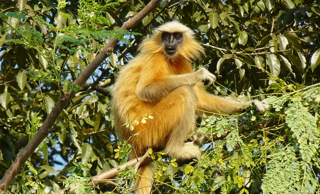 Золотистая лангур (Trachypithecus geei)
