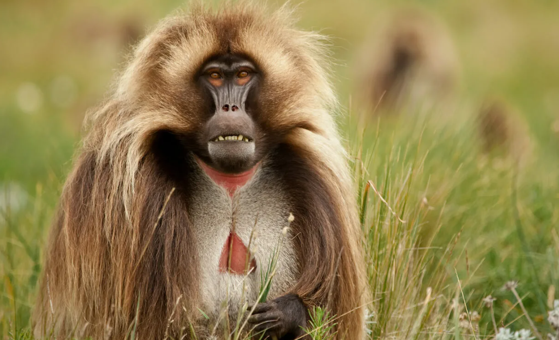 Гелада (Theropithecus gelada)