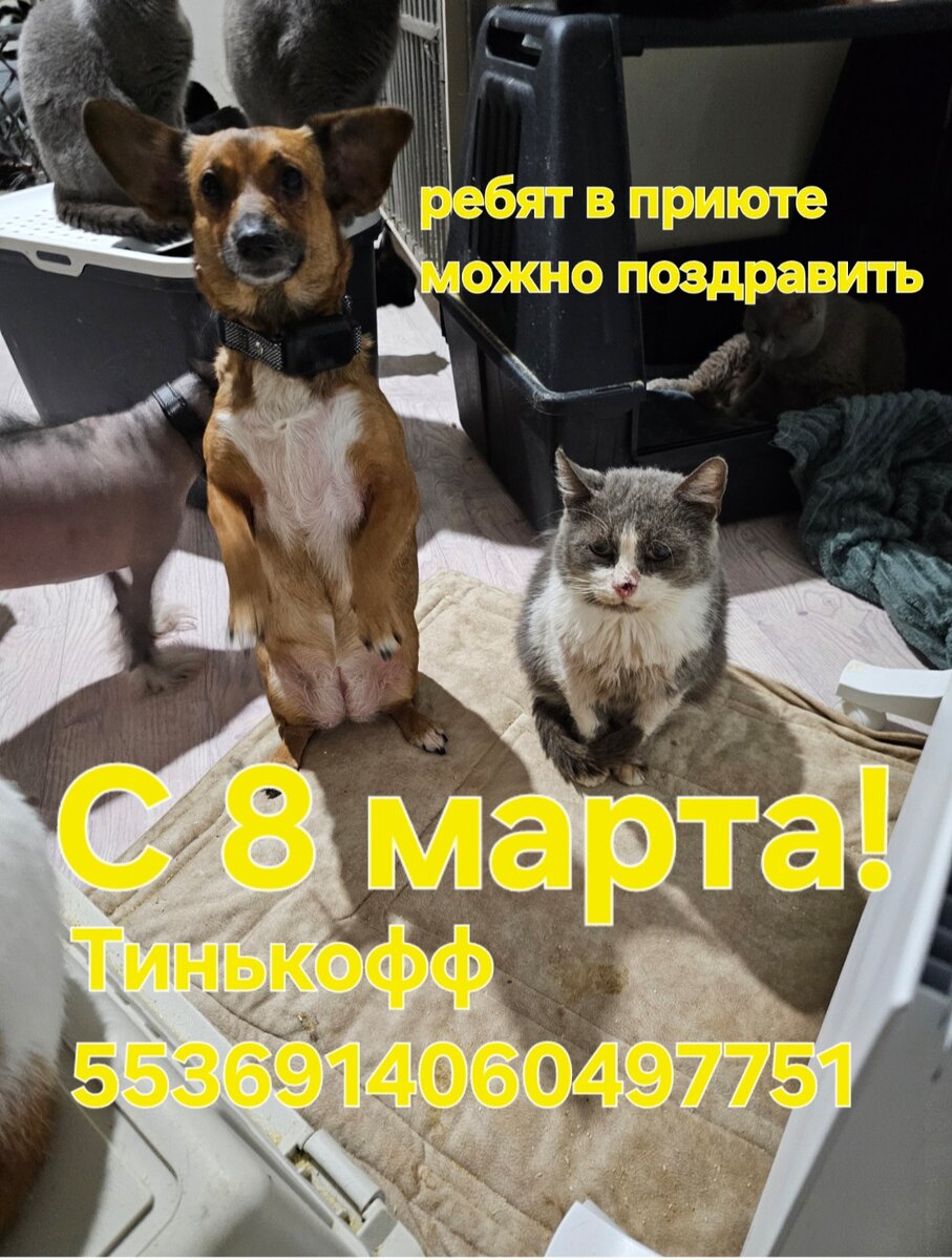 Фото автора. Коко и Дедуся.