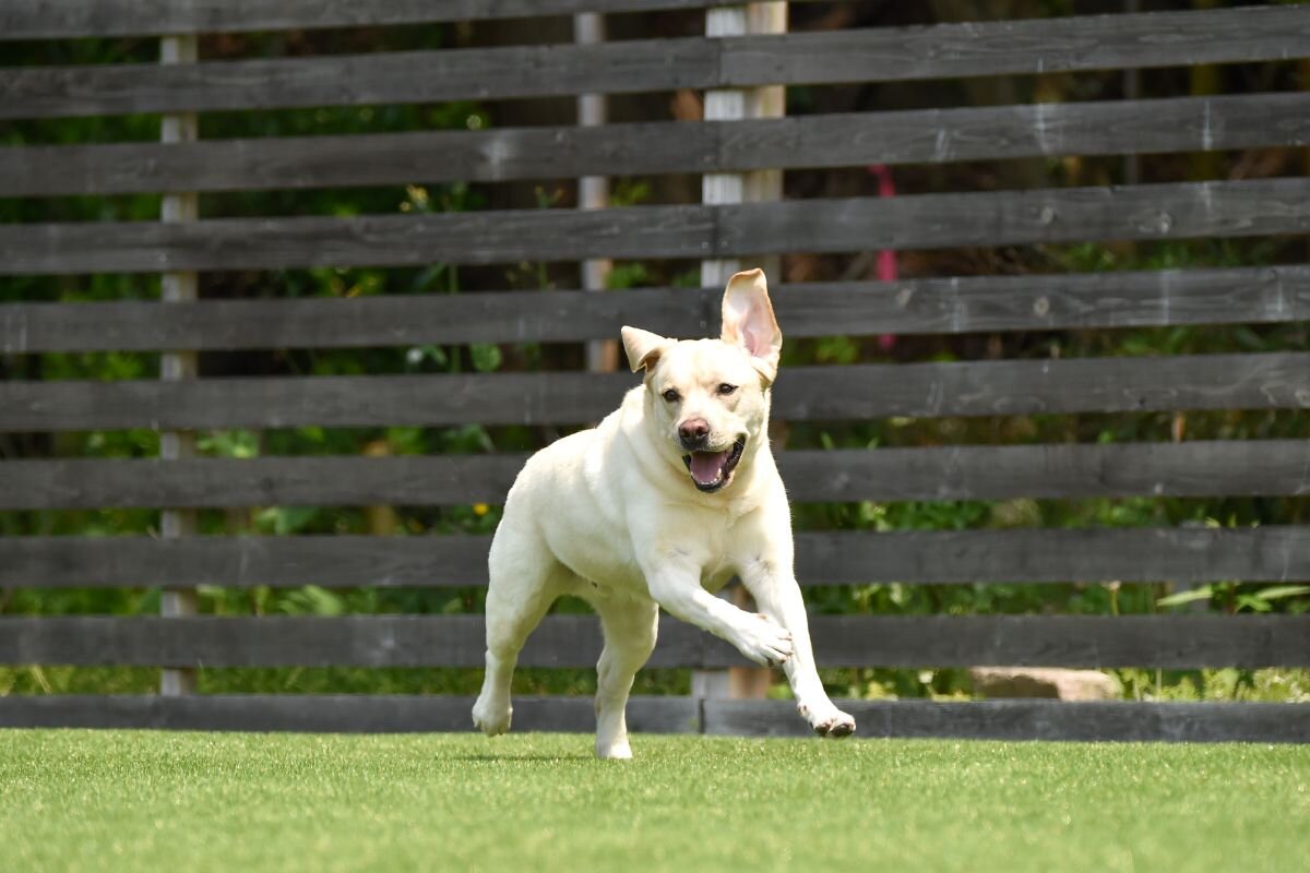 Лабрадор-ретривер