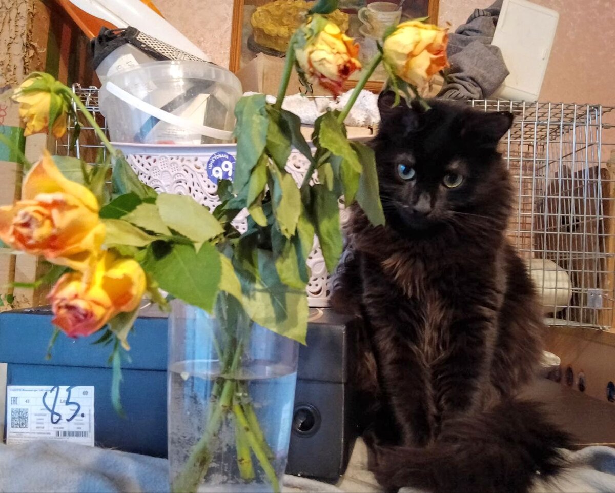 Восьмимартовский антигламур. Кузя со товарищи ночью знатно потрудились над розочками. Утром они все лежали не очень живые в разных местах квартиры