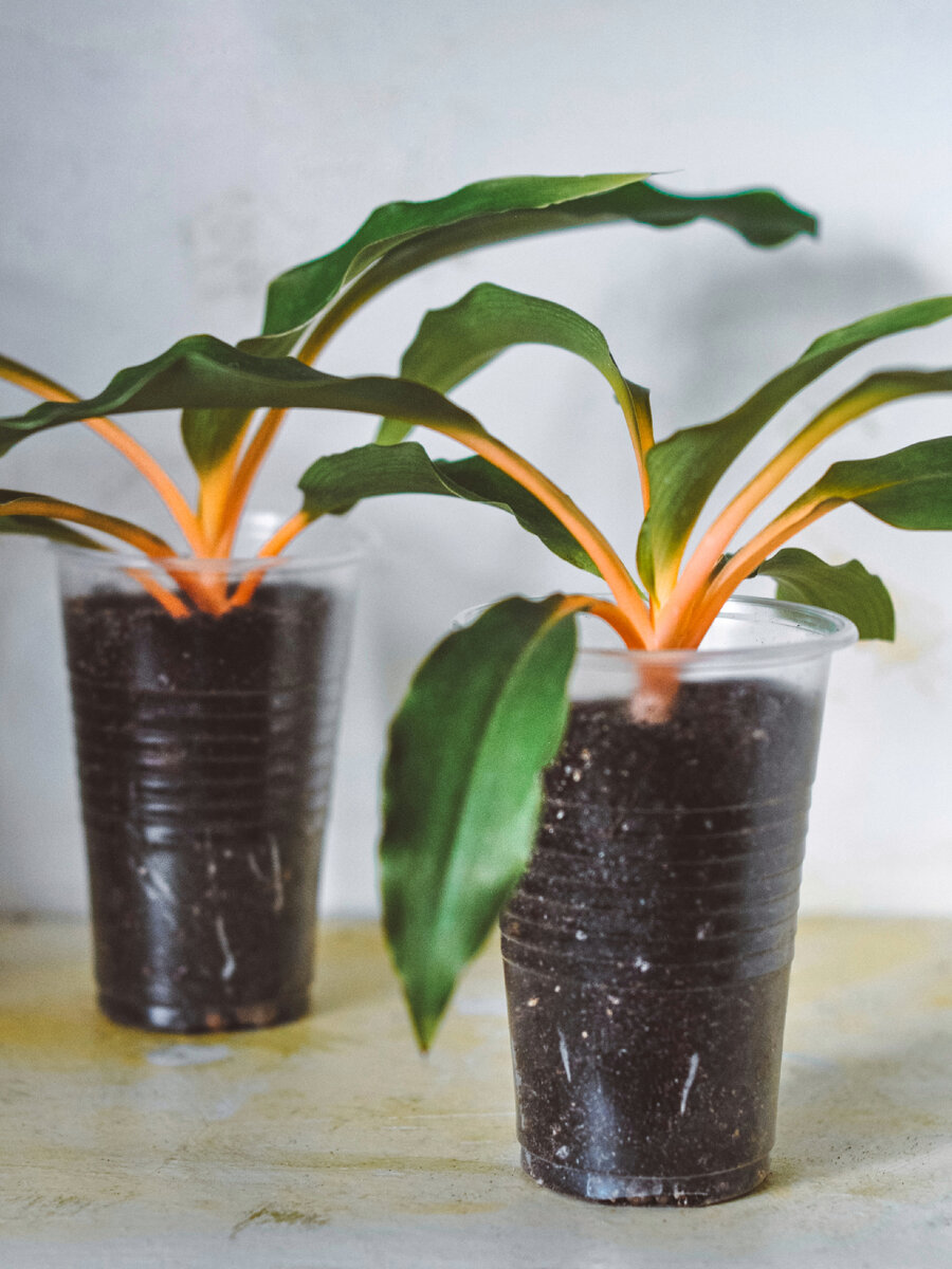 Хлорофитум Грин Оранж. 14 марта 2024 г.