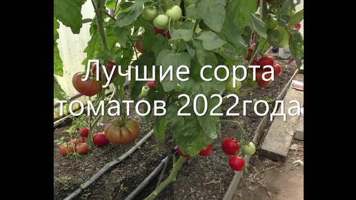 Время посадки рассады помидор. Таблица по срокам посева семян на рассаду. Сроки высадки на рассаду помидоры. Сроки посева томатов на рассаду. Время посадки рассады помидор.