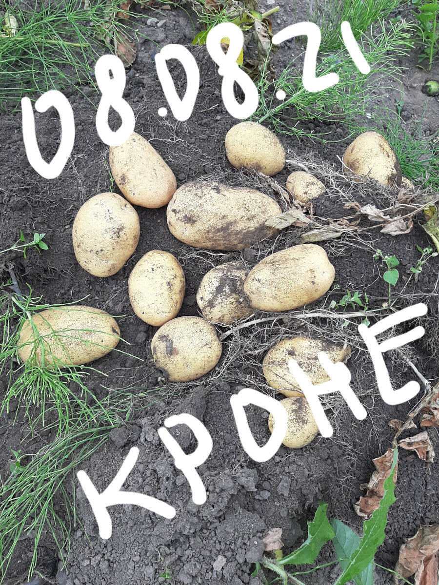 Технология посадки картошки. Посадка картошки. Посадка картофеля. Траншейный метод посадки картофеля. Под посадку картофеля отвели 0.