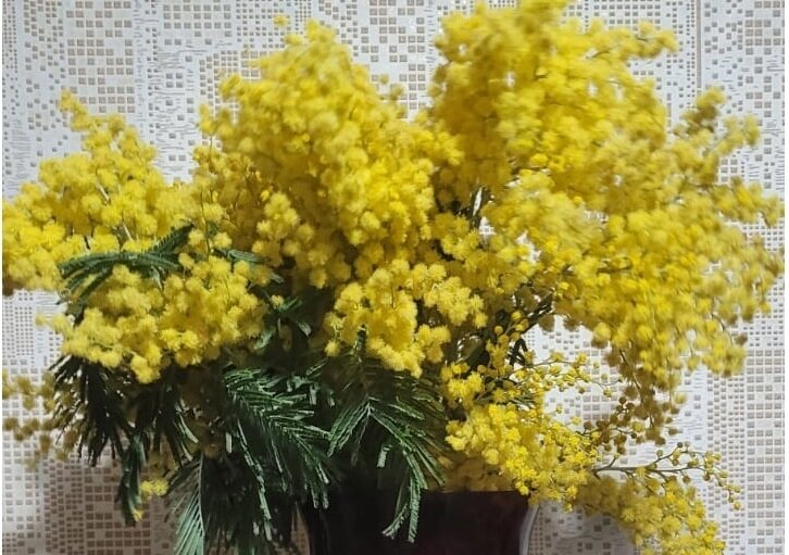 Мимоза много солнц, на веточке зелёной...