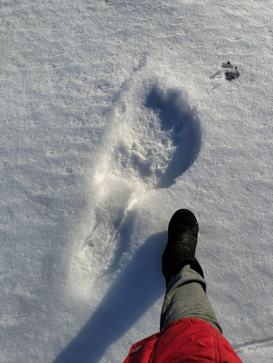 обычный день жизни. человек в комнате. приколы про дизайнеров. новогодние мемы. кот и красная икра.
