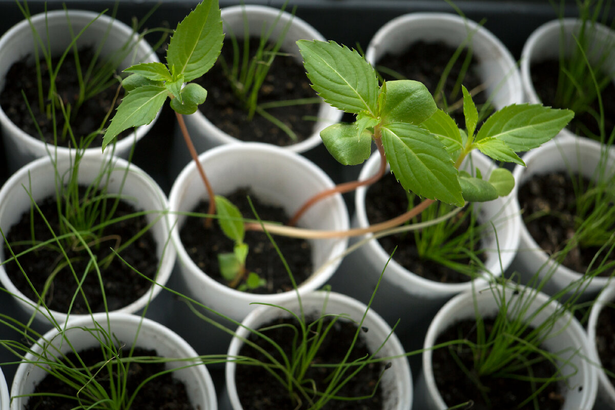 фото Nikolay Gyngazov/Global Look Press 