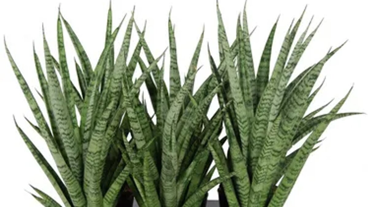 фото из интнрнета