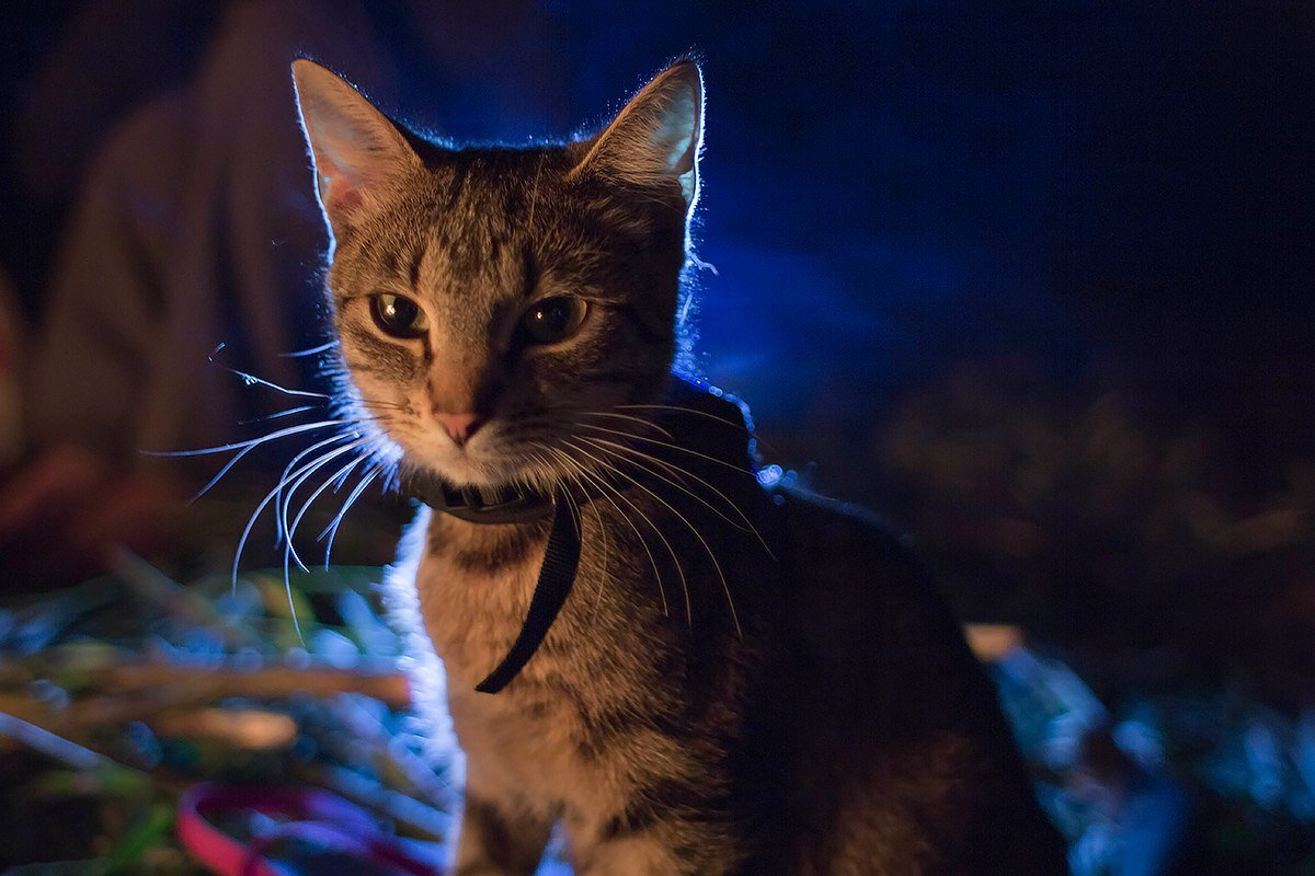 Кошка Полосатая.