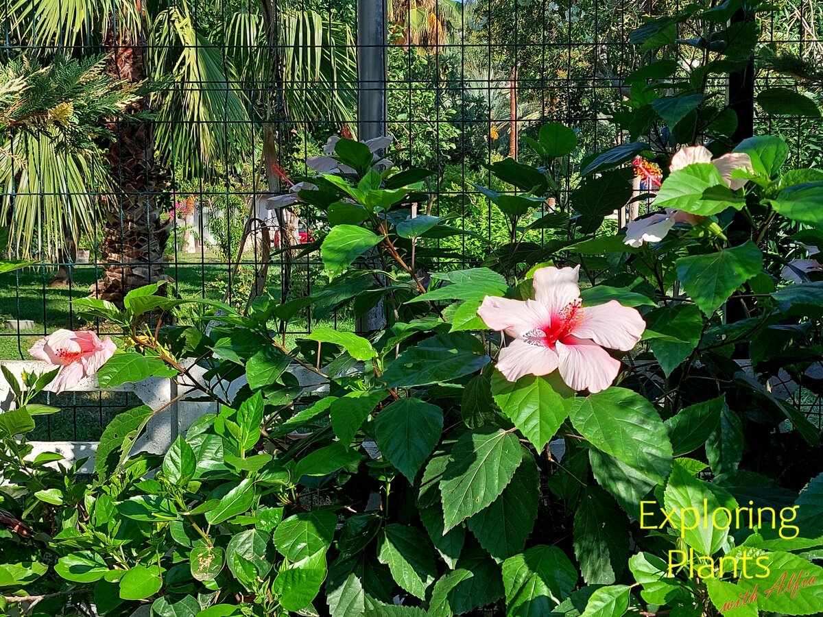 Гибискус украшает улицы Аланьи, Турция, июль 2023