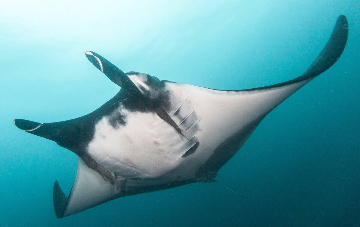 Электрический скат манта. Скат рогач манта. Manta birostris. Скат морской дьявол. Скат морской дьявол 5 букв.