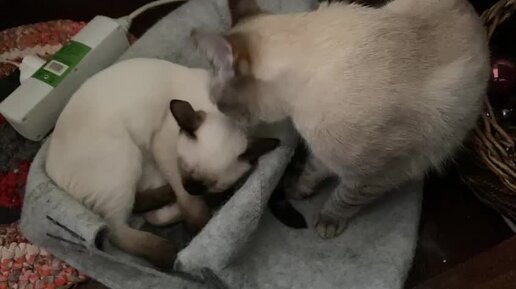 друзья пришли домой видео. кот звонит в дверь. когда хозяина пришла домой. новоселье. друзья пришли домой видео.