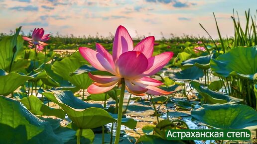 ЛОТОС.Расслабляющая музыка под звуки природы для снятие стресса