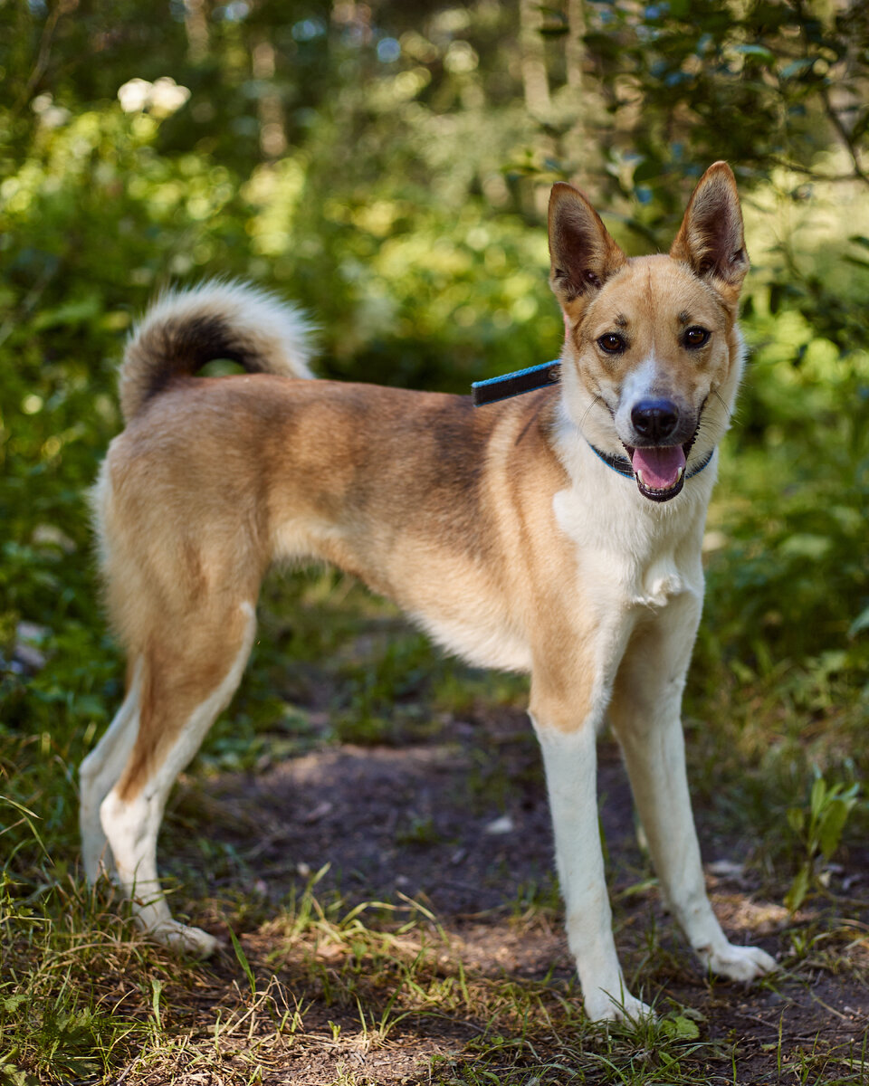 В каталоге нашего приюта есть много фото наших собачек - красивые, на любой вкус. Это Стрелка. Листайте галерею.