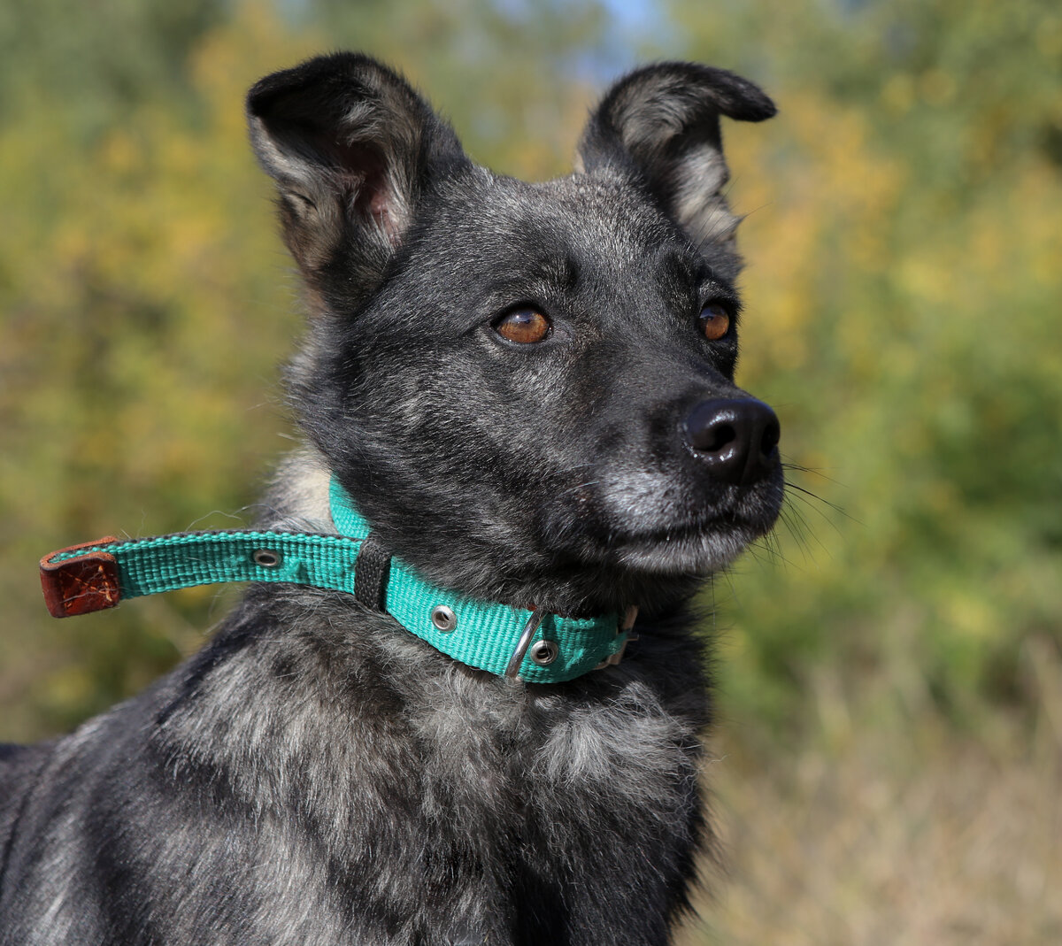 А это Матильда, молодая и вполне самодостаточная собачка.