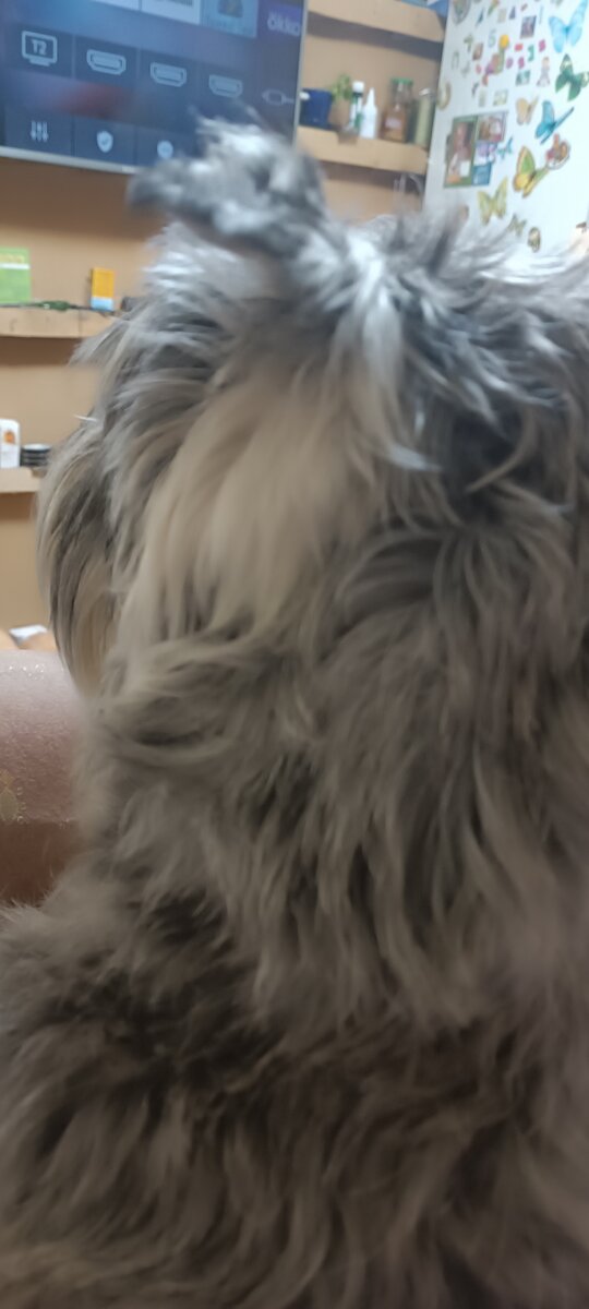 Лохнесский миттель отказался фоткаться