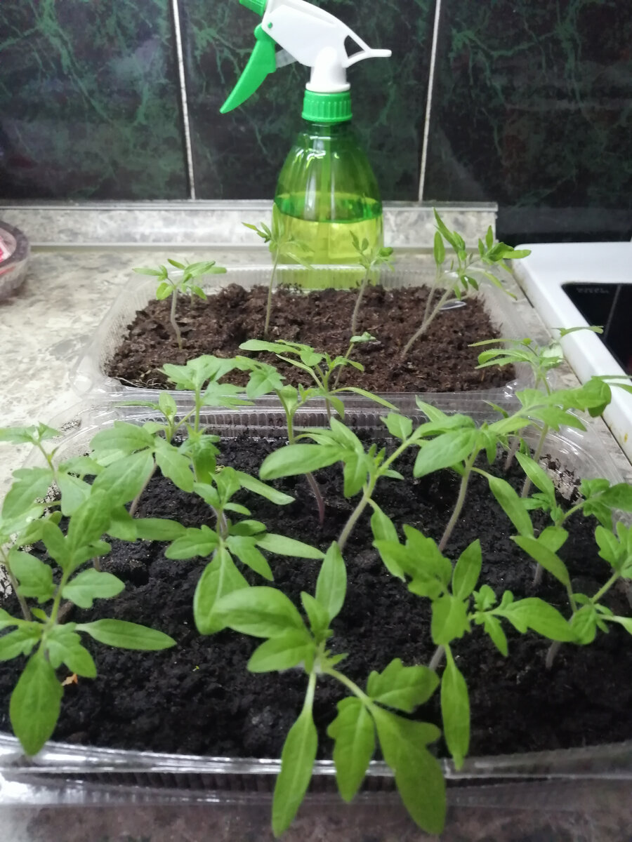 Пикировка томатов в апреле 2023. Пикировка томатов в марте 2024. Первая пикировка помидор. Пикировка томатов в марте. Пикировка цинерарии.