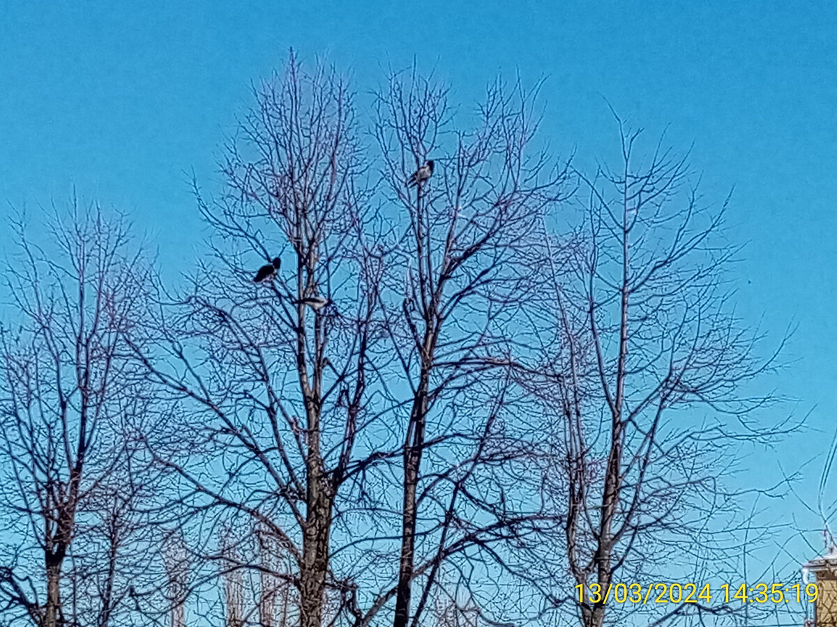 Это не грачи 