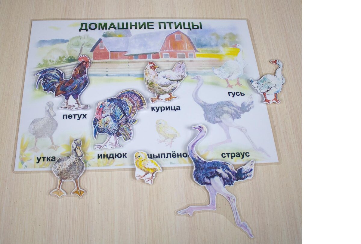 Развивающее пособие "Домашние птицы" (двухсторонняя карточка)