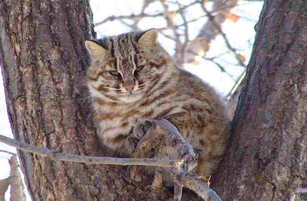 Амурский леопардовый кот — разновидность бенгальского кота | Мир за окошком  | Дзен