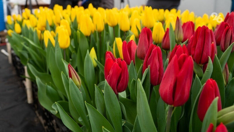      Фото: ИА «Победа26»