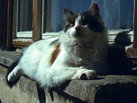 Мурлышка на внешнем подоконнике