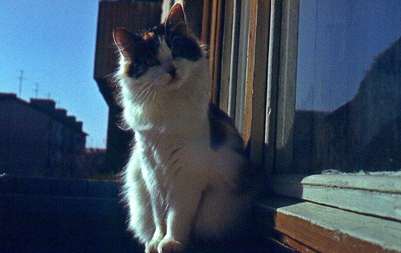 Мурлышка на балконе. 