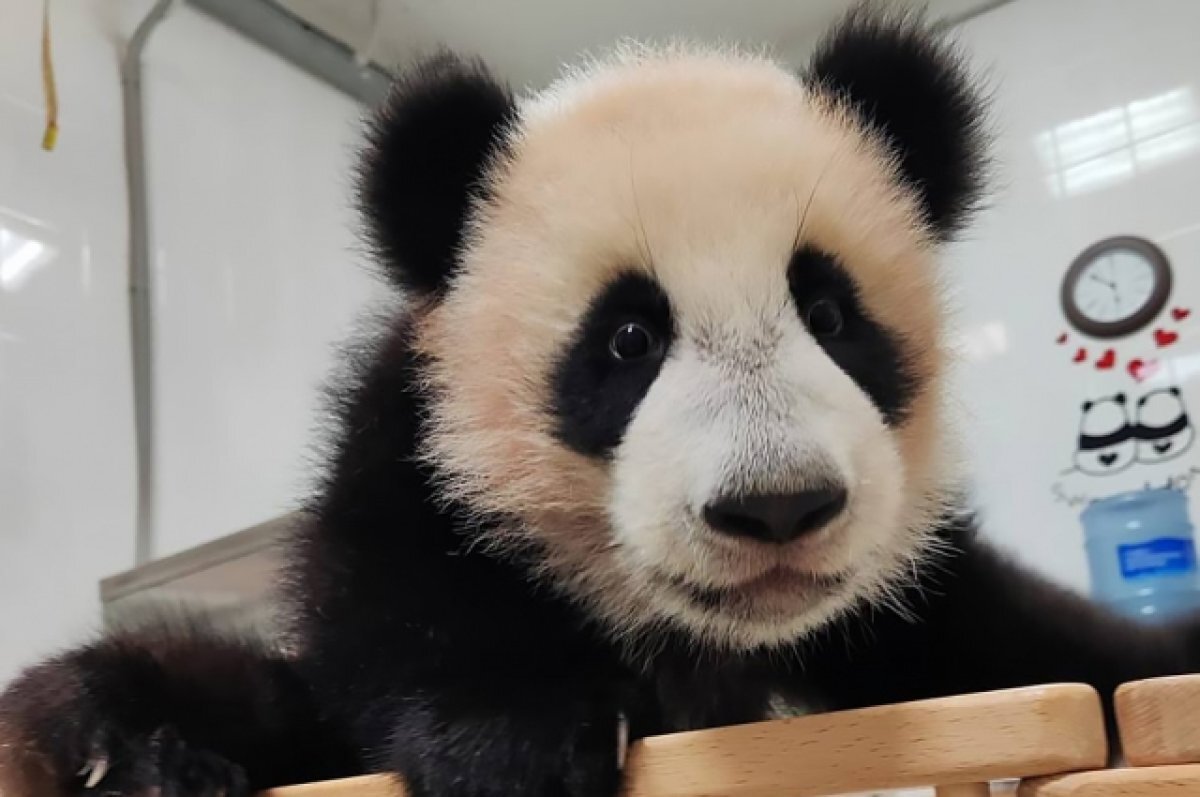    Панда Катюша 8 марта впервые вышла в вольер к посетителям зоопарка