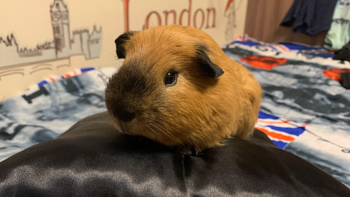 Прелестный морской свин))